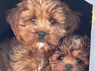 Cavapoo færdig vaccineret med pas  klar til sommer