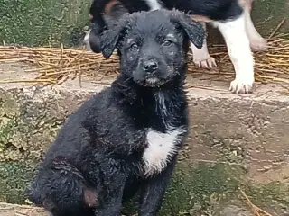 Lille Zia leder efter sin egen familie 🩷