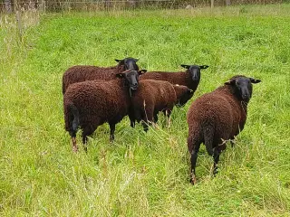 Såne Lam