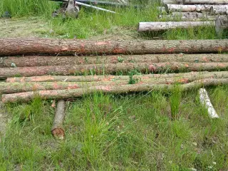 Stolper / pæle af lærketræ
