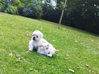 Mops/Coton hvalpe 