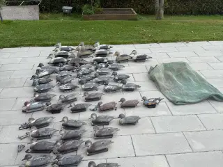 Lokkeænder