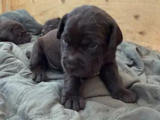 Brune labrador hvalpe