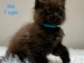 Maine Coon Killinger