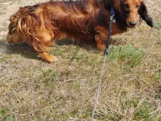 Gravhund Standard Langhåret