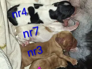 Cocker spaniel hvalpe