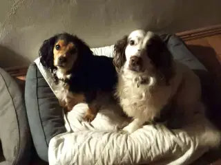 FT Cocker spaniel født 12. April