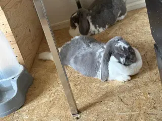 Kanin franske vædder 