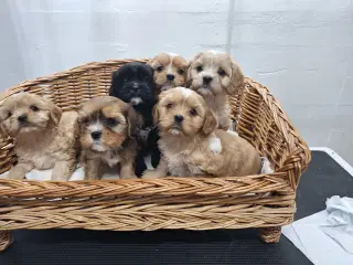 Cavapoo hvalpe små