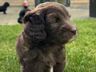 Cockapoo 