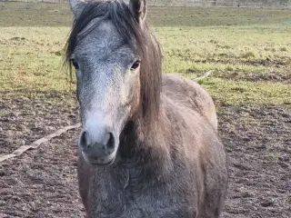 2 års welsh hingst 