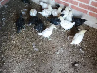 Jersey kæmper kyllinger 