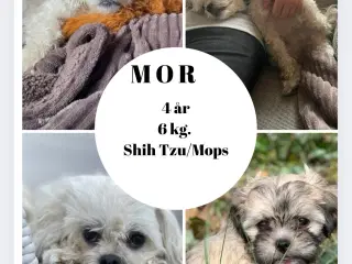 Skønne shih tzu & bomulds hvalpe 