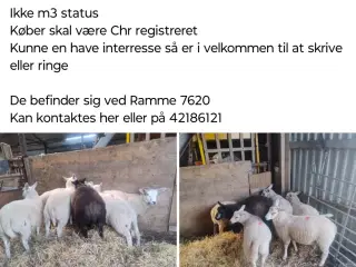 Vædder lam 