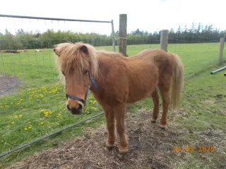 islænder