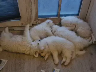 Hvalpe søger nye hjem