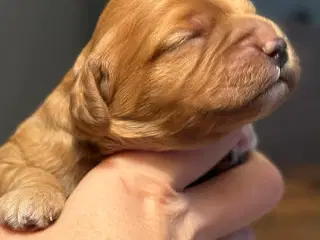 Cava/cockerpoo hvalpe søger kærlige hjem