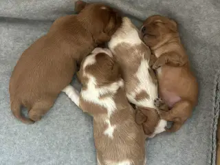 Cavalier King Charles spaniel hvalpe 