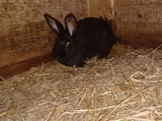 New Zealand Red blandings hun