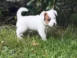Jack Russel Han hund