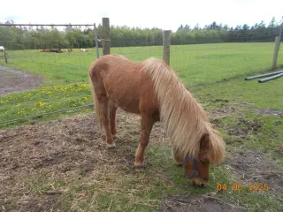 islænder