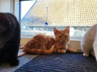 Garfield ✅️ sød killing til adoption♂️