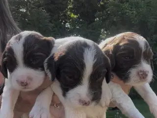 Ft Engelsk Springer Spaniel hvalpe, drenge & piger
