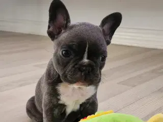 Fransk bulldog hvalpe