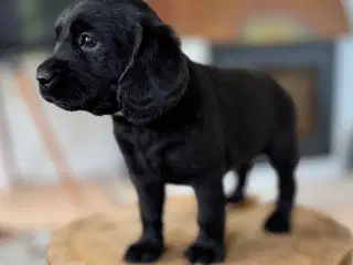 Labrador og Amerikansk Cocker spaniel (Cockerdor)