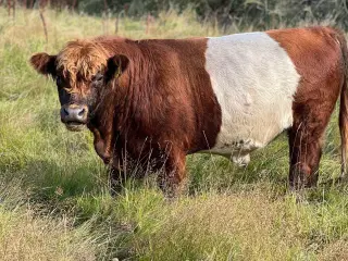 Rødbælte Galloway-tyr med stamtavle udlejes