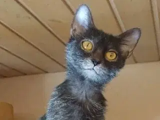 Lykoi ( Werewolf cat )