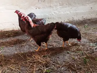 Rhode Island Red  rugeæg 10 kr