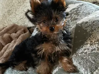 Den skønneste Yorkshire Terrier dreng 