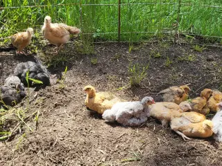 12 varmefri kyllinger 