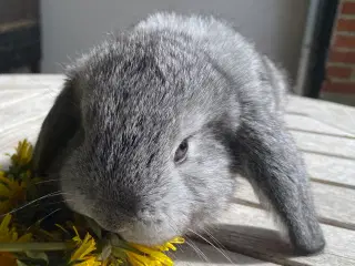 FRANSK VÆDDER HAN CHINCHILLA
