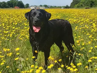 Ren gammeldags Labrador hvalpe til salg🐾