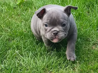 American bully 
