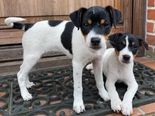 Dansk-svensk gårdhund trefarvet
