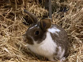 Kaniner søger nyt hjem - ny pris