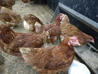 Høns i æglægning