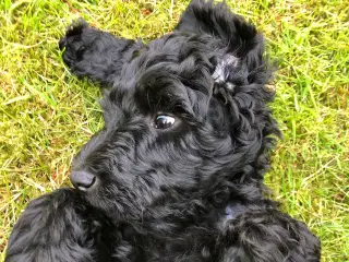Goldendoodle hvalp