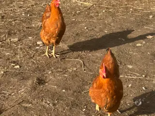 New Hampshire kyllinger 