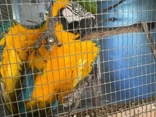 Blågulara meget tillidsfuld