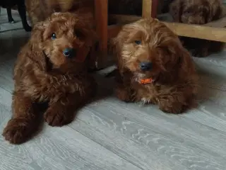 Cockapoo hvalpe 