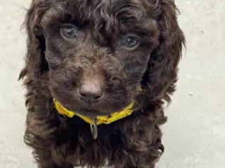 Goldendoodle til jul 