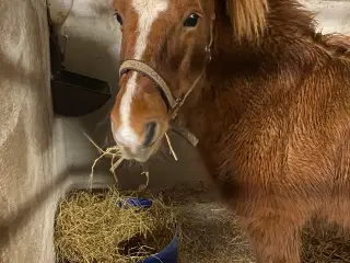 Selskabshest