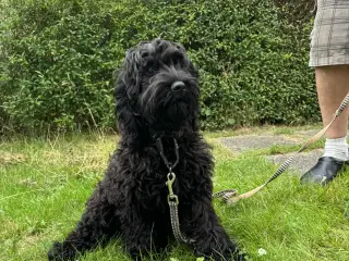 Cockapoo tæve
