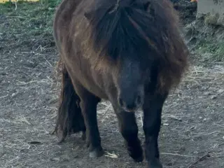 Charmerende mini shetlænder hoppe sælges 