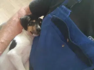 Dansk/svensk gårdhunde hvalpe