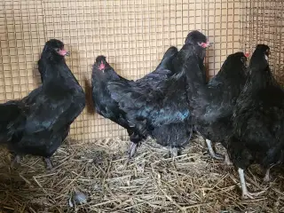 Araucana høner 1 år